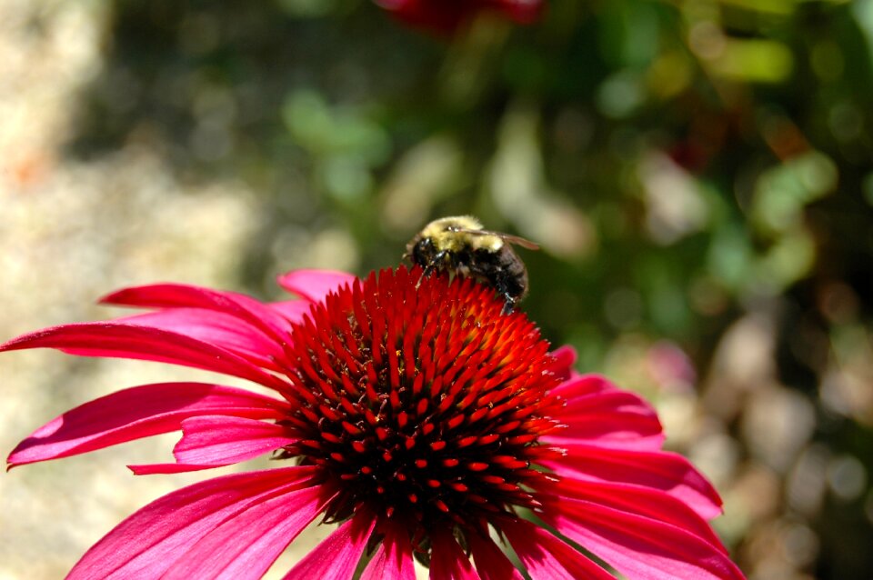 Bumble bee bee floral