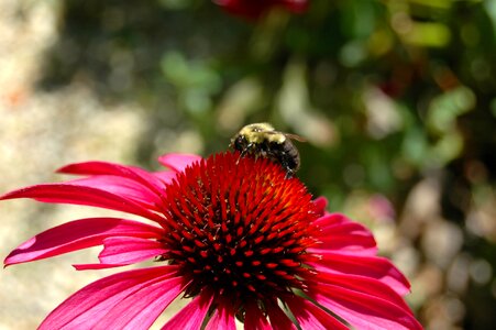 Bumble bee bee floral photo