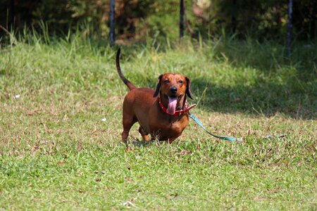 Pet animal domestic