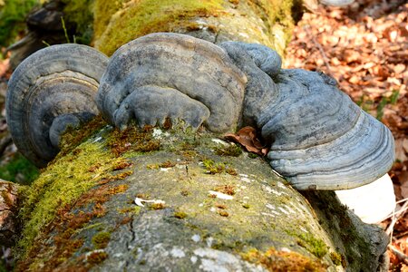 Mushrooms on tree nature forest