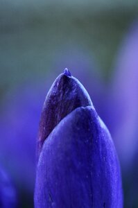Purple blossom bloom