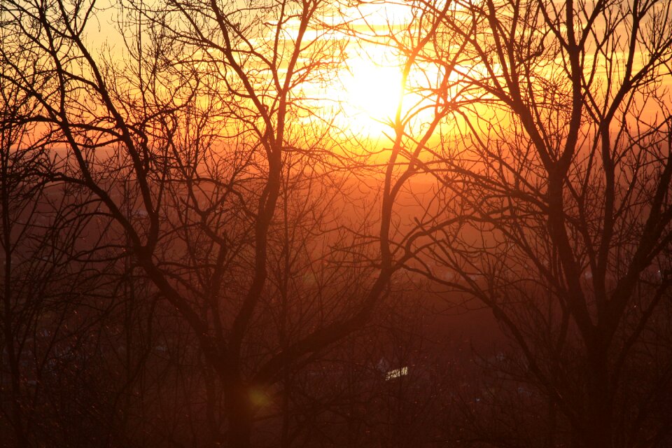 Sun tree sunset
