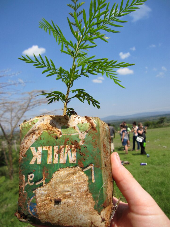 Tree planting maasai