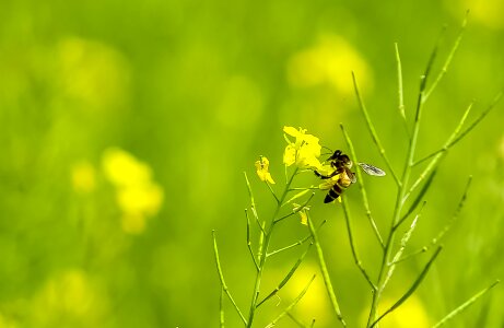 Insect summer green
