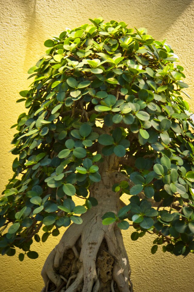 Miniature ornamental potted