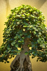 Miniature ornamental potted
