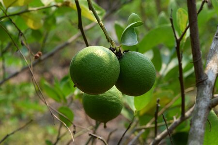 Lime green green fresh lemon lemon