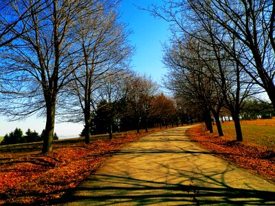 Grove tree trip
