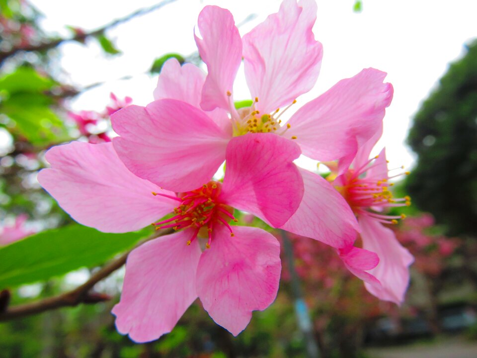 Spring pink plant