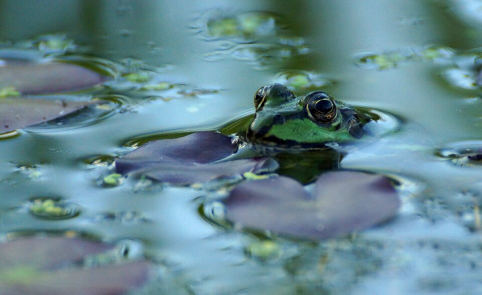 Amphibian water frog lake