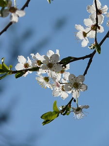 Tree branch american wildpflaume