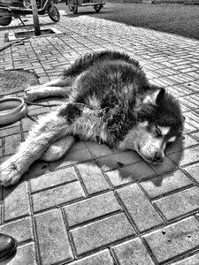 Dog black and white eyes