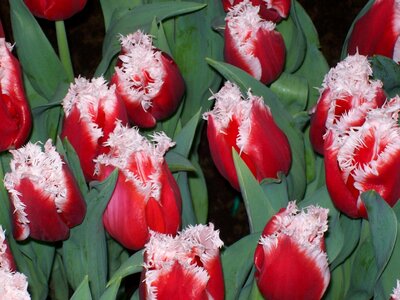 Spring bulb bulbs