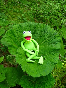 Nature frog kermit photo