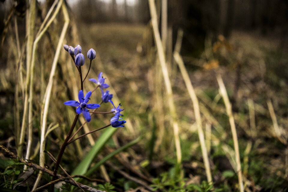 Burned grass nature flowers