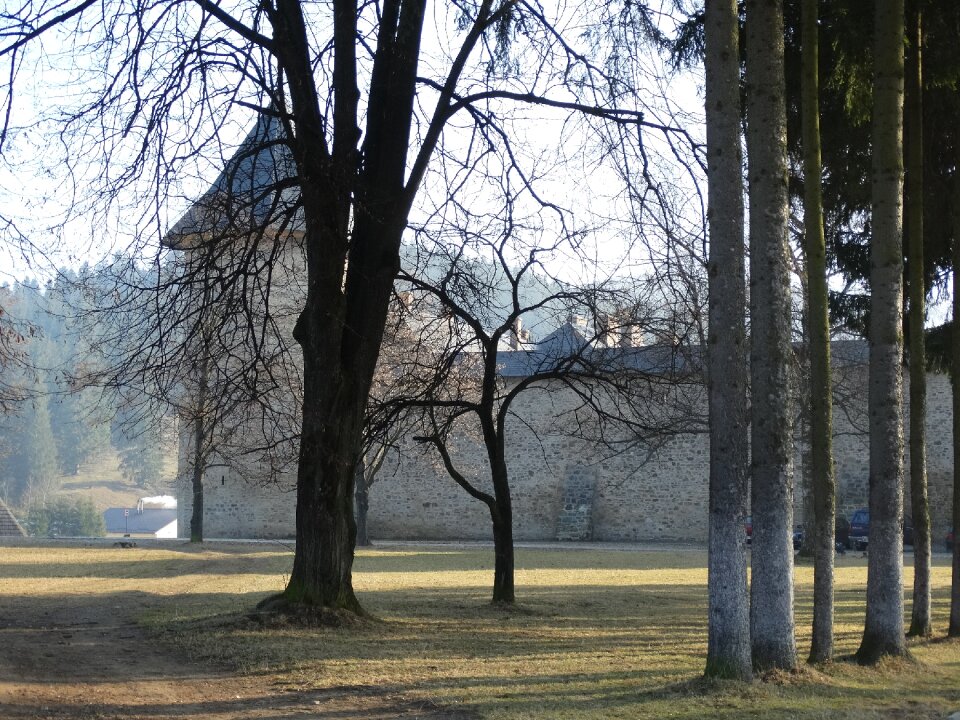 Tree church wall