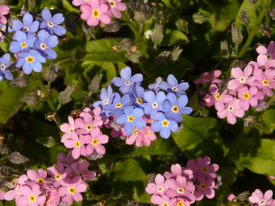 Myosotis raublattgewächs boraginaceae