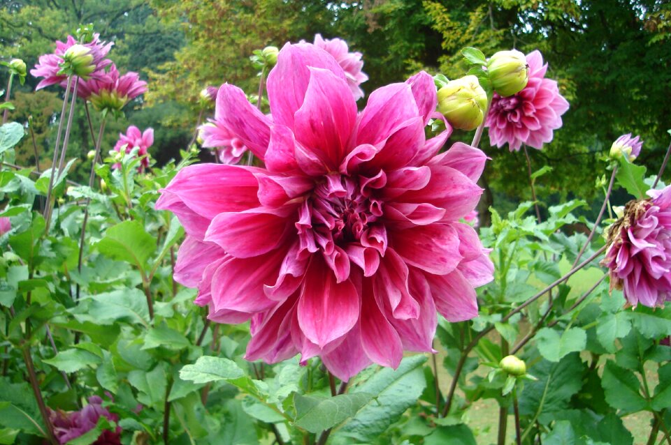 Flowers garden park