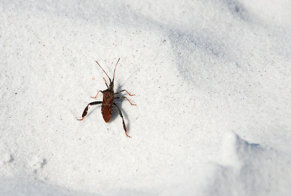 Nature bug macro