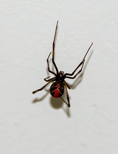 Venomous danger female