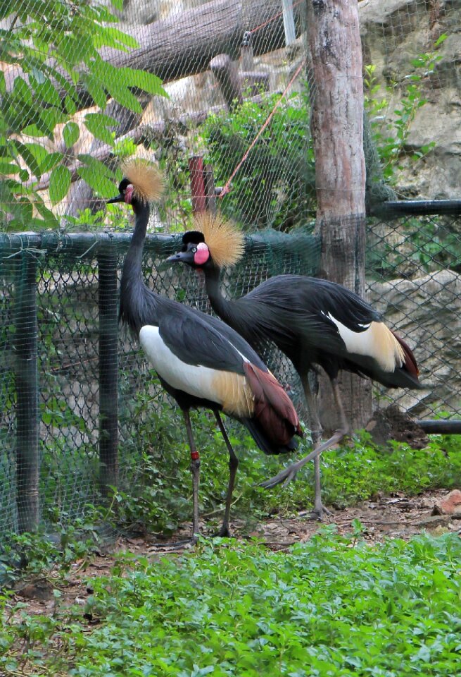 Animal bird wildlife