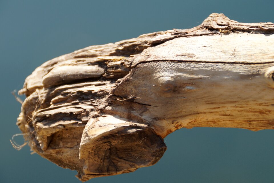 Wood flotsam and jetsam bank