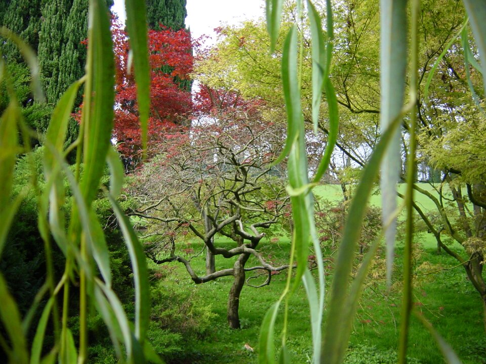 Flora nature green color
