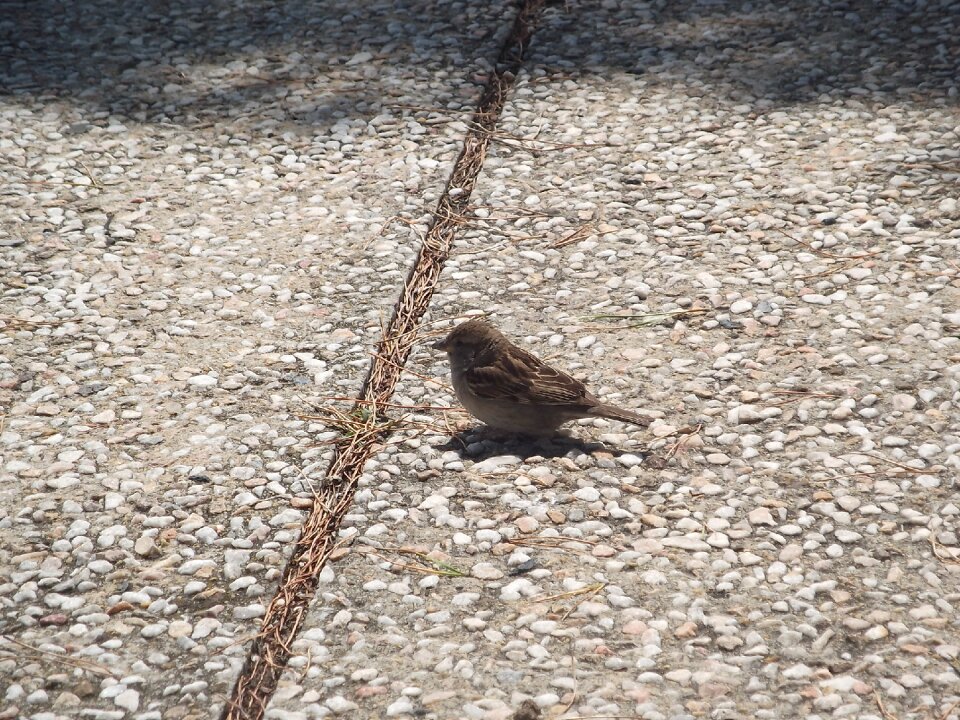 Portugal birdie park