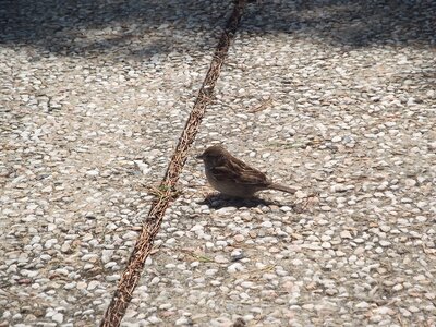 Portugal birdie park