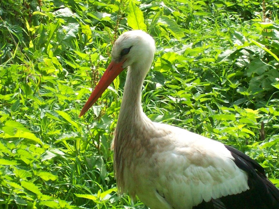 Stork bird animals