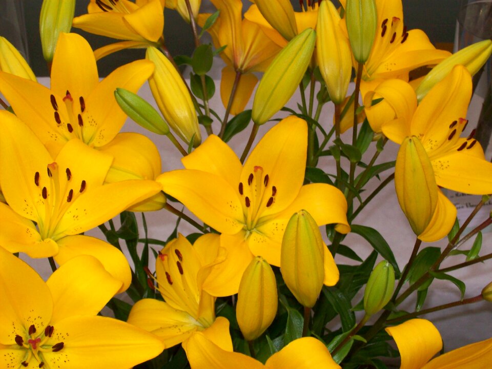 Flowering stems flora flower