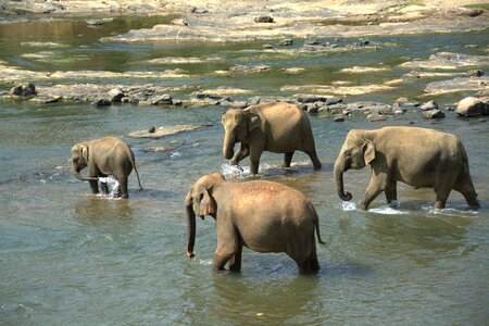 Herd animals color