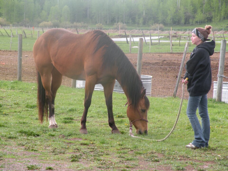 Horse morning