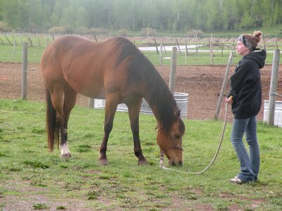 Horse morning
