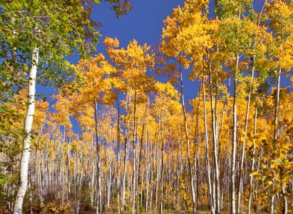 Sante fe fall foliage photo