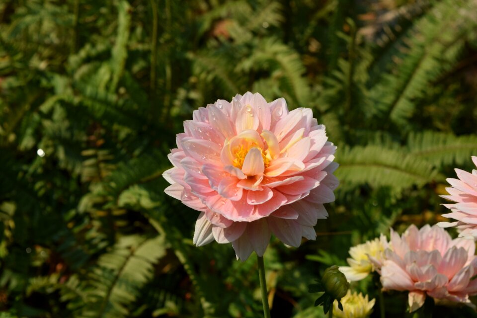 Pink fresh flower flavor flowers chiang mai thailand