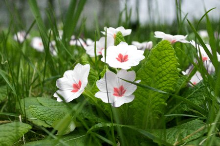 Natural summer plant photo