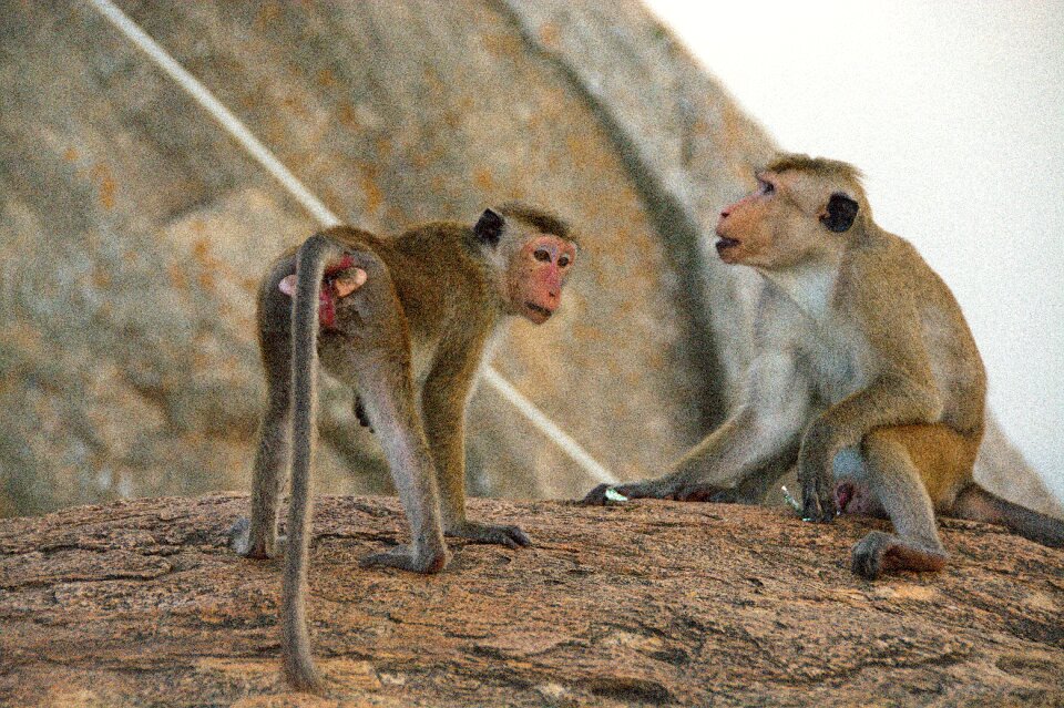 Monkey animals couple