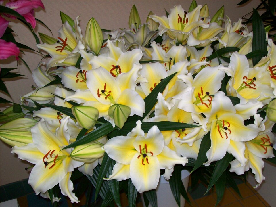 Flora spring yellow