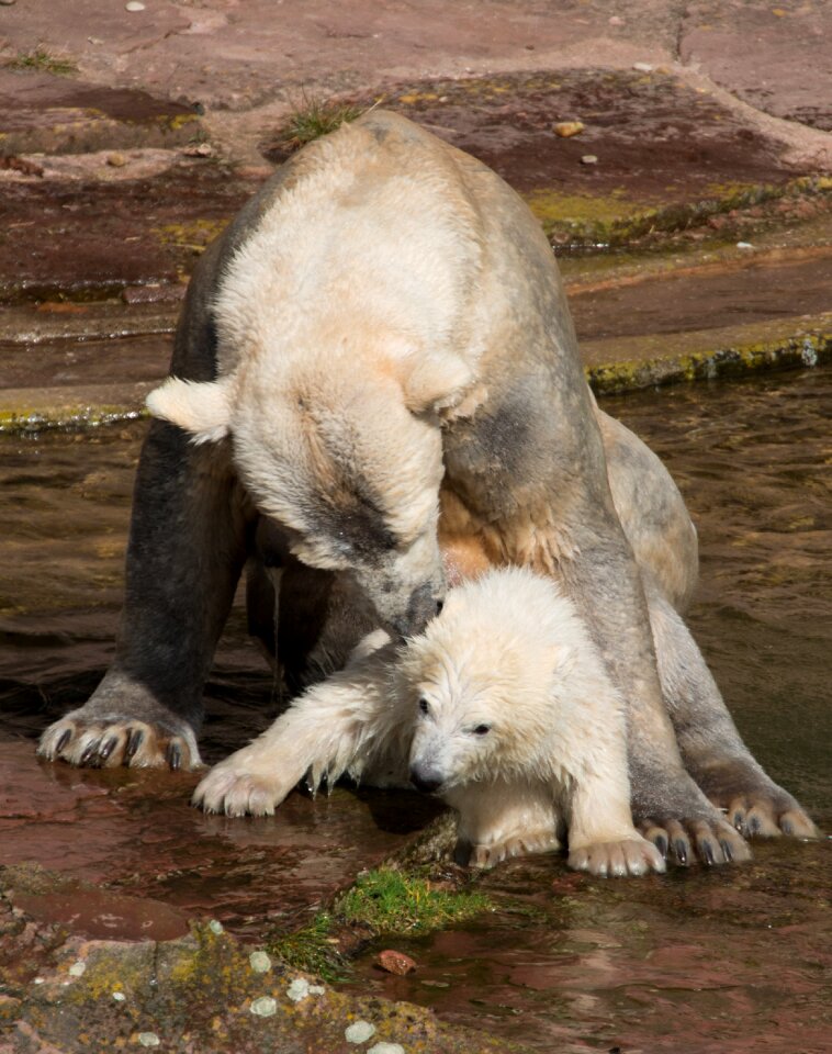 Charlotte polar bear cub tiergarten