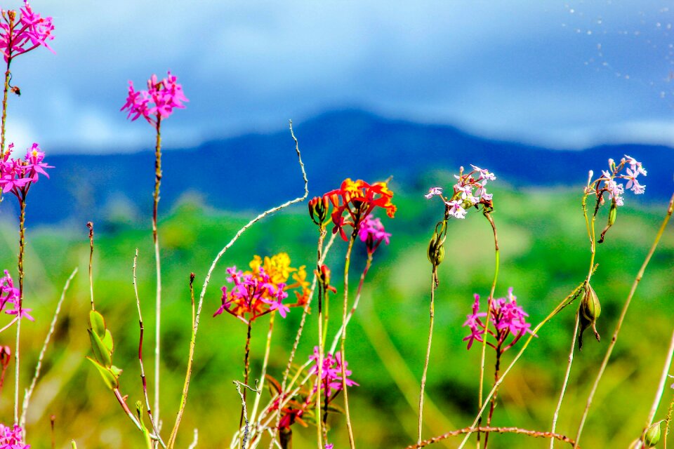 Rosa plants mountain