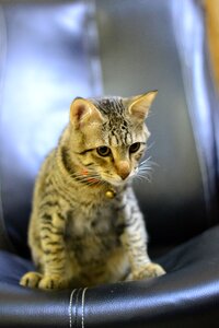 Cute domestic pets
