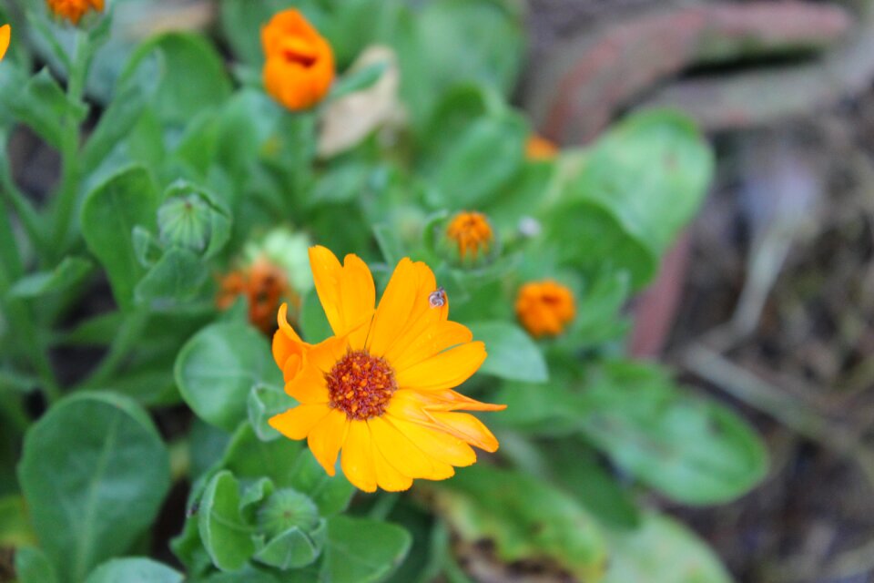 Yellow orange focus