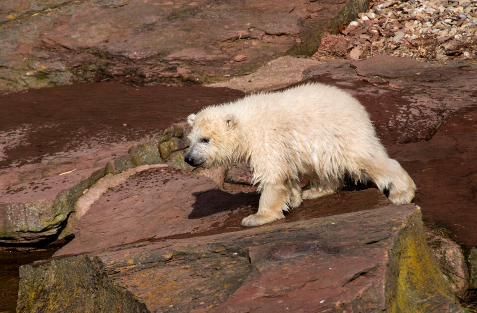 Charlotte polar bear cub tiergarten