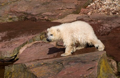 Charlotte polar bear cub tiergarten