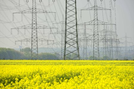 Oilseed rape field yellow