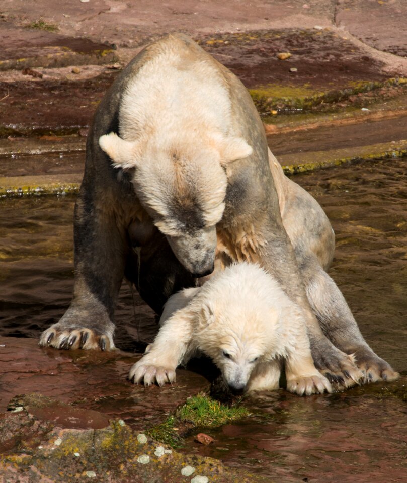 Charlotte polar bear cub tiergarten