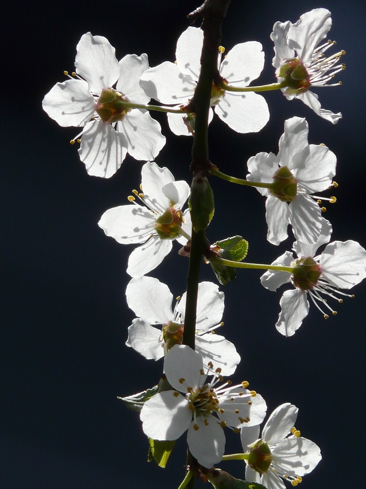 Backlighting tree branch