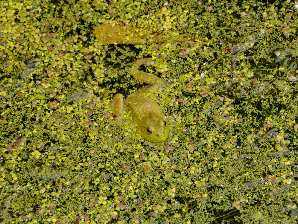 Green pond amphibian