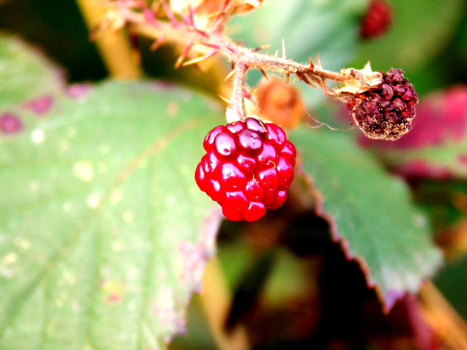 Nature red fruit